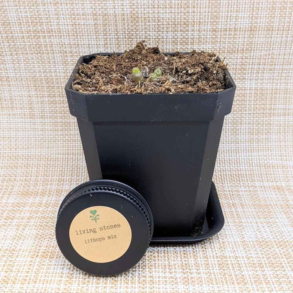 Lithops Mix (Living Stone) Seeds Plantflix