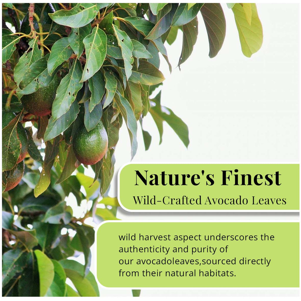 Dried Avocado Leaves, (Hojas De Aguacate) - 2.6oz (75gm). Makes 28 cups Akshit