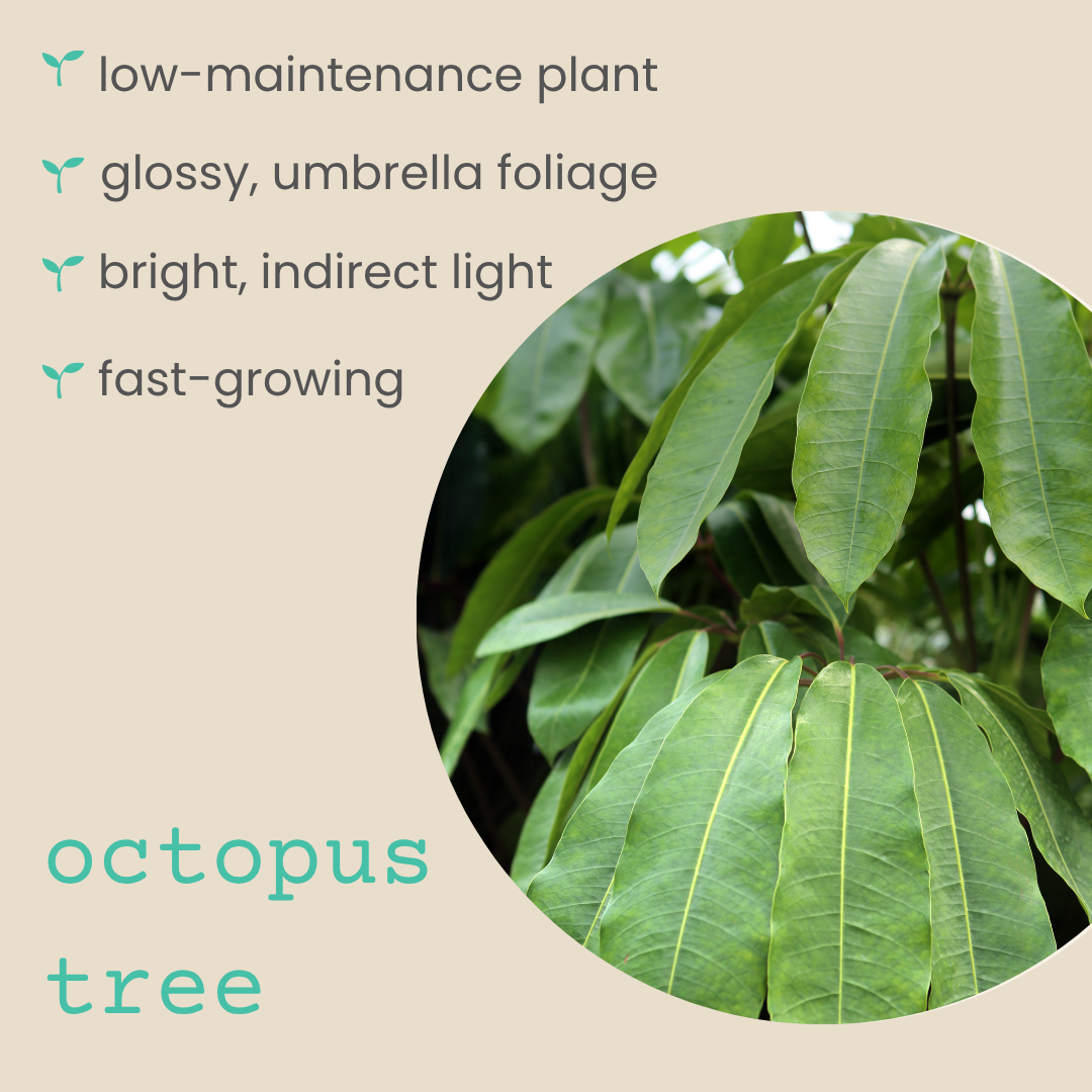 Schefflera Arboricola 'Dwarf Umbrella Plant' Seeds Plantflix