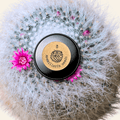 Mammillaria mix "Pincushion Cactus" Seeds Plantflix