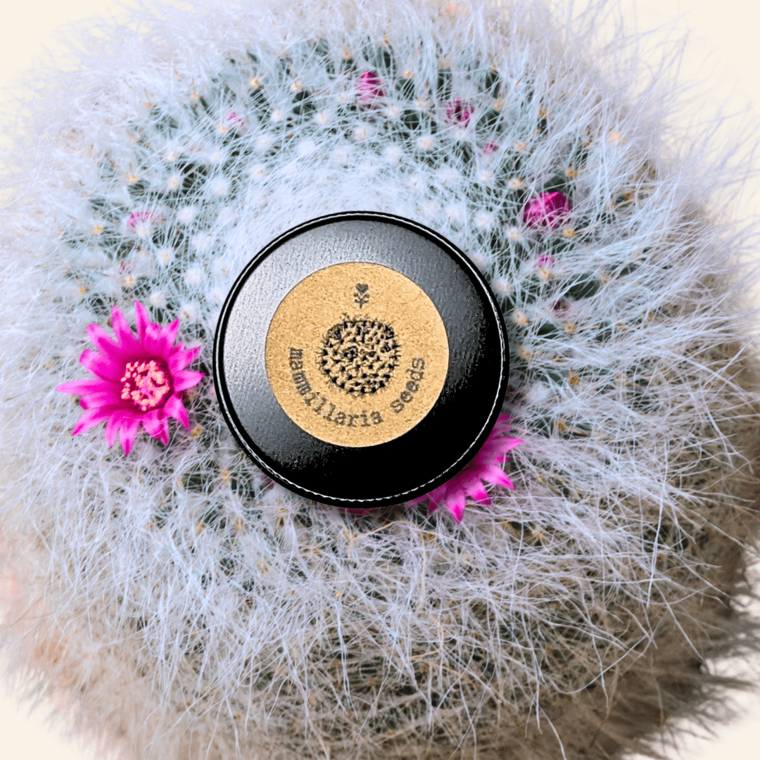 Mammillaria mix "Pincushion Cactus" Seeds Plantflix
