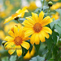 Mexican Sunflower Seeds - Mix, A Vibrant Collection of Colorful Sunflowers for Your Garden organicindiaseeds