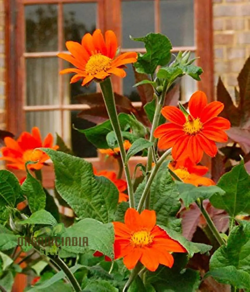 Mexican Sunflower Seeds - Mix, A Vibrant Collection of Colorful Sunflowers for Your Garden organicindiaseeds