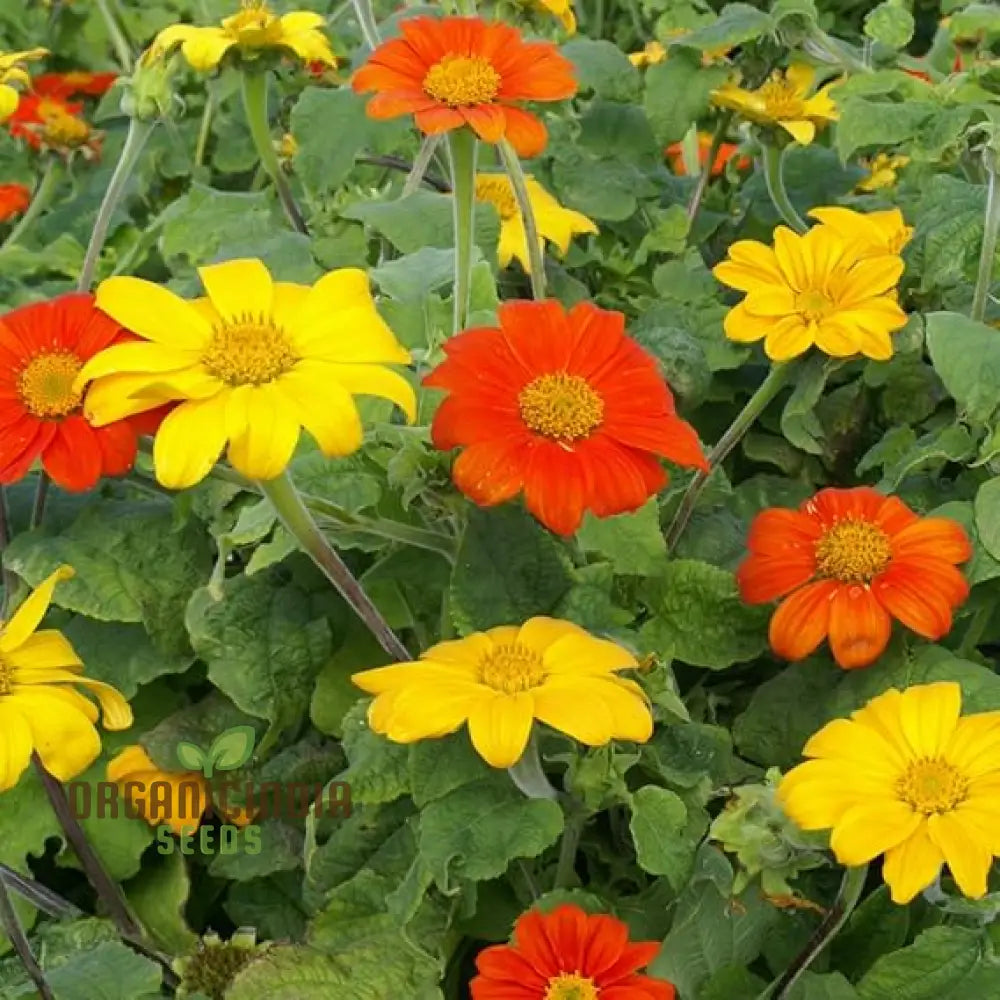 Mexican Sunflower Seeds - Mix, A Vibrant Collection of Colorful Sunflowers for Your Garden organicindiaseeds