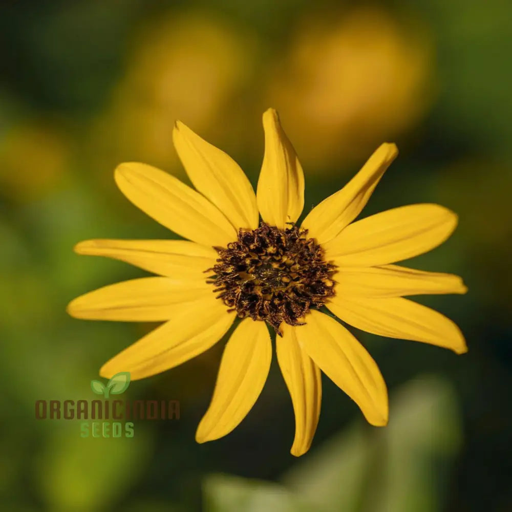 Miniature Sunflower - Desi Flower Seeds for Your Planting and Gardening Pleasure organicindiaseeds