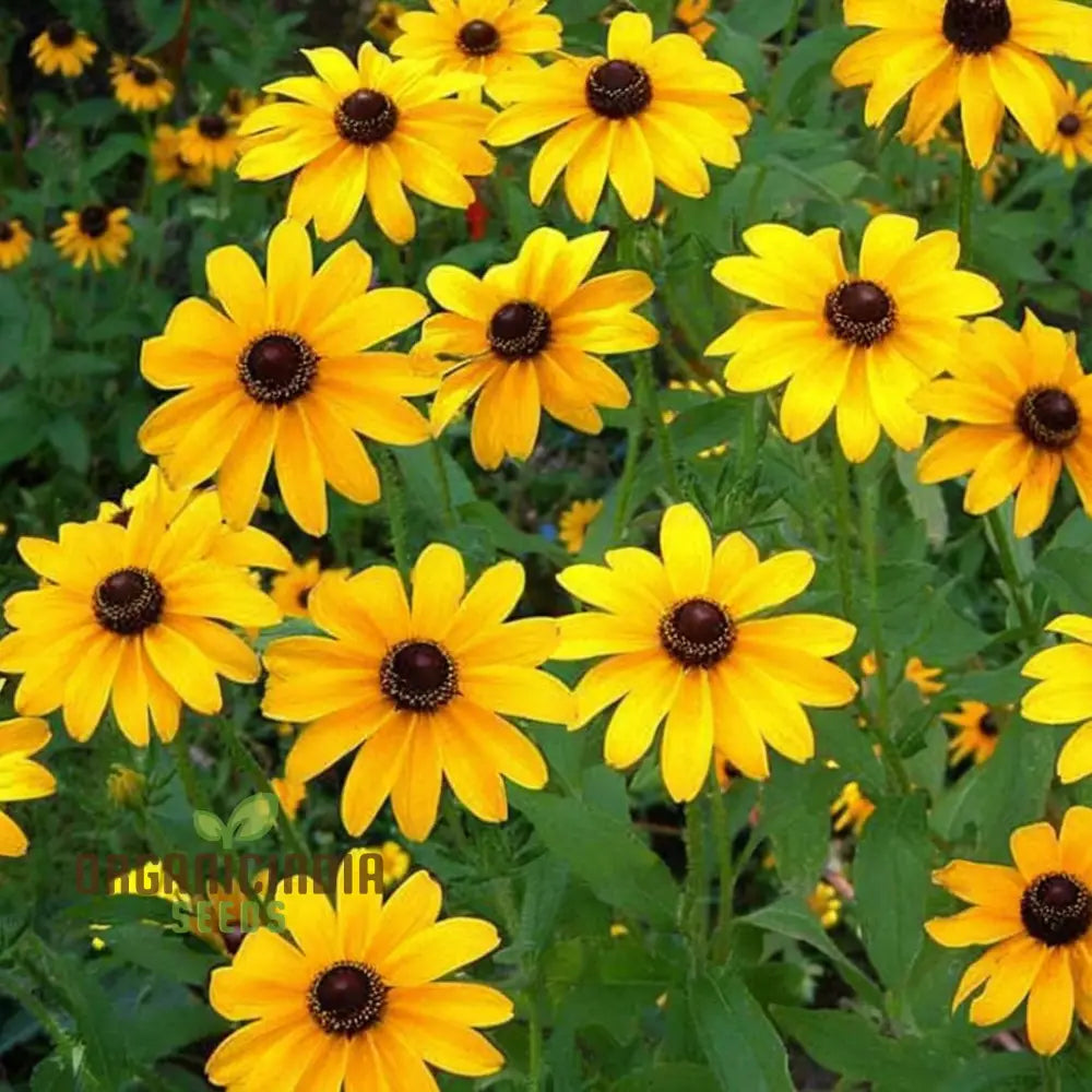 Miniature Sunflower - Desi Flower Seeds for Your Planting and Gardening Pleasure organicindiaseeds