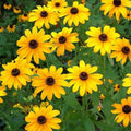 Miniature Sunflower - Desi Flower Seeds for Your Planting and Gardening Pleasure organicindiaseeds