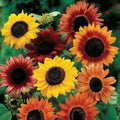 Mixed Sunflower Seeds, High Germination, Vibrant Colors, Ideal for Garden Landscaping organicindiaseeds