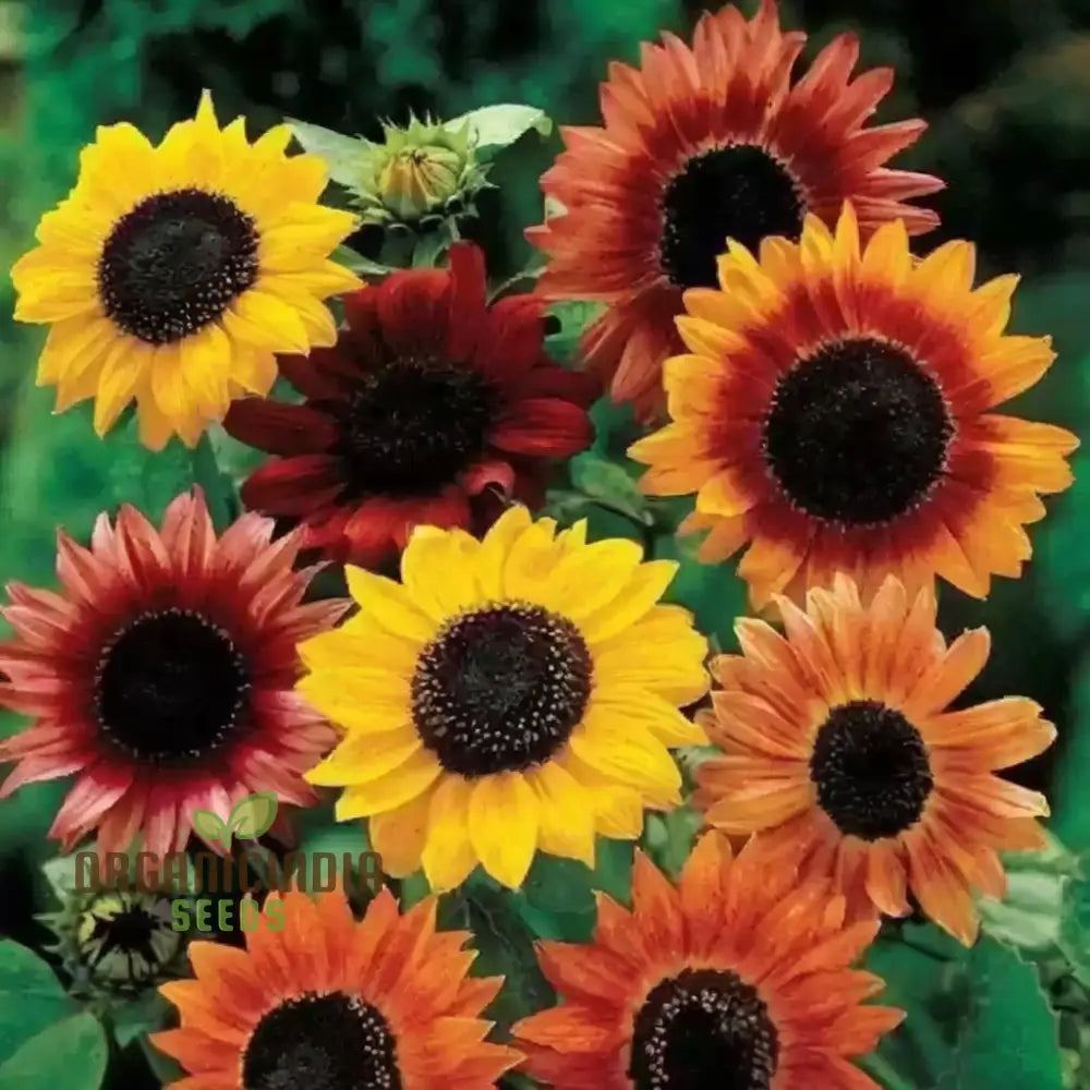 Mixed Sunflower Seeds, High Germination, Vibrant Colors, Ideal for Garden Landscaping organicindiaseeds