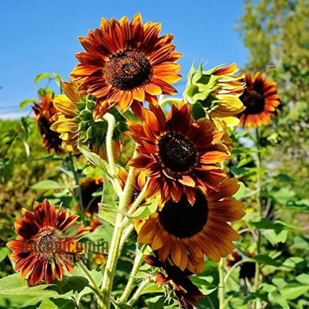 Mixed Sunflower Seeds, High Germination, Vibrant Colors, Ideal for Garden Landscaping organicindiaseeds