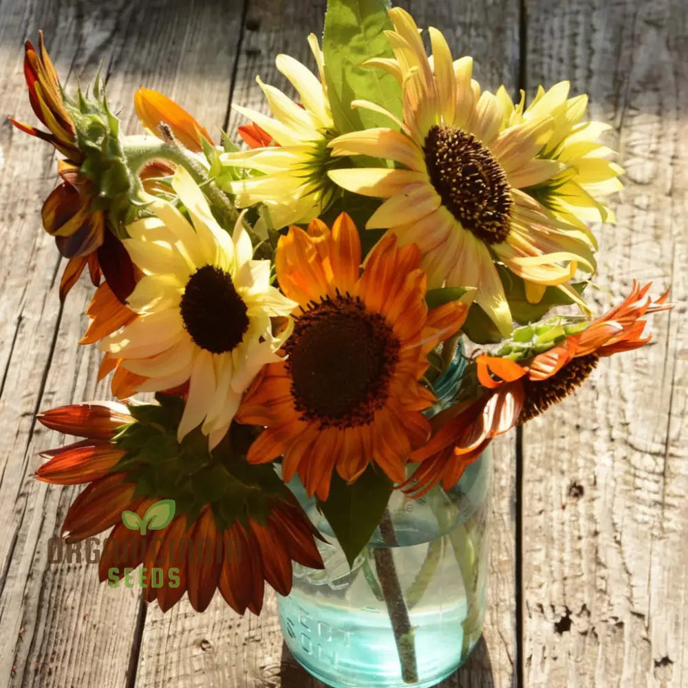 Mixed Sunflower Seeds, High Germination, Vibrant Colors, Ideal for Garden Landscaping organicindiaseeds
