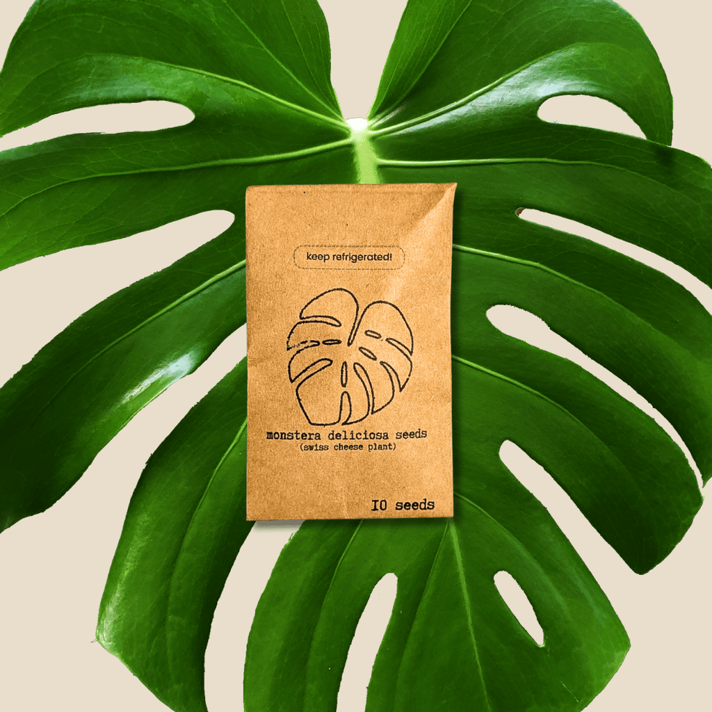 Monstera Deliciosa "Swiss Cheese Plant" Seeds Plantflix