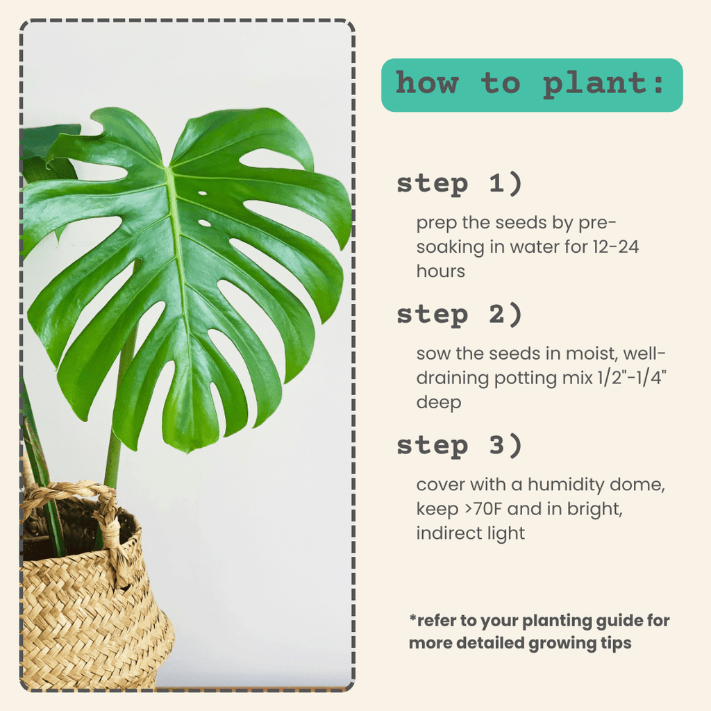 Monstera Deliciosa "Swiss Cheese Plant" Seeds Plantflix