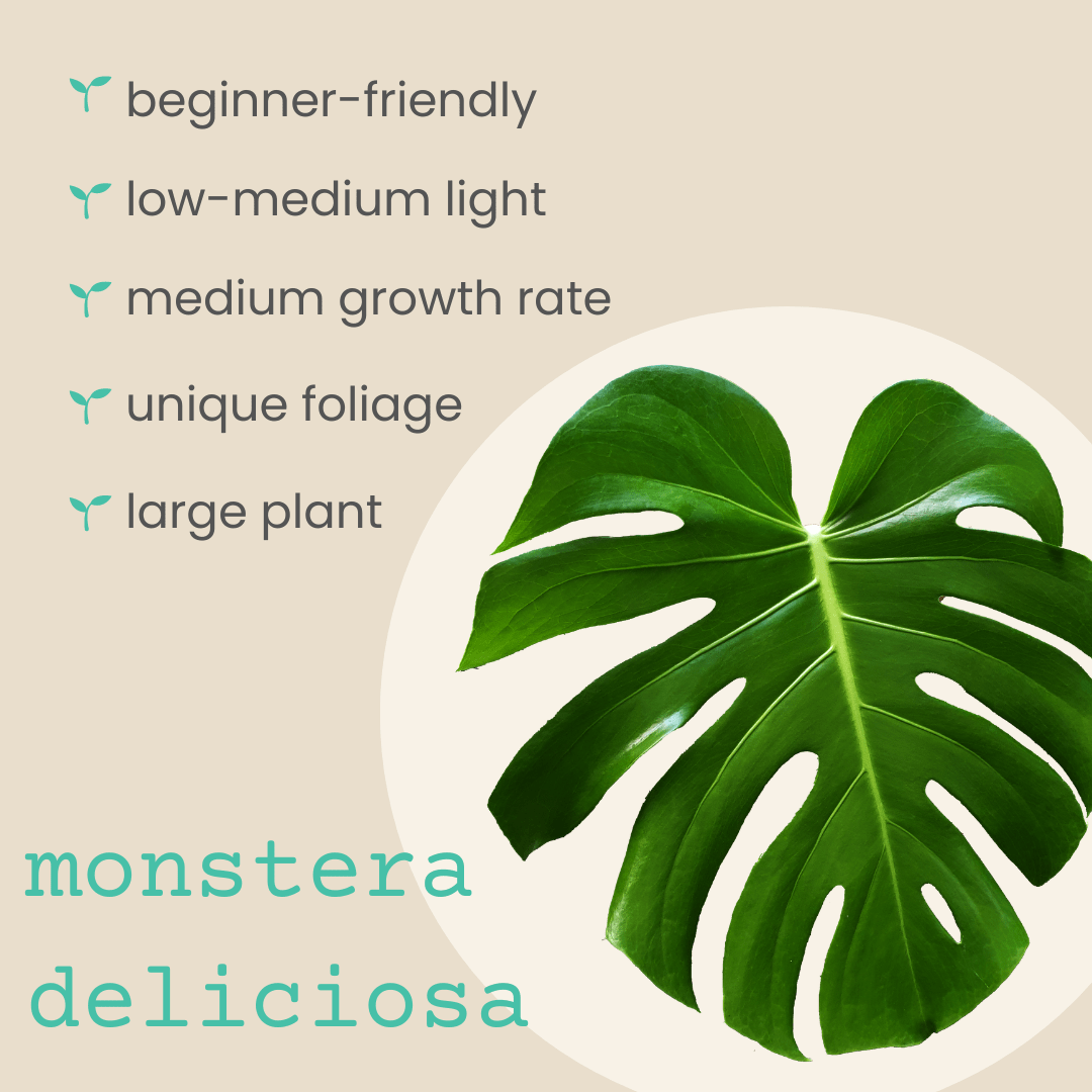 Monstera Deliciosa "Swiss Cheese Plant" Seeds Plantflix
