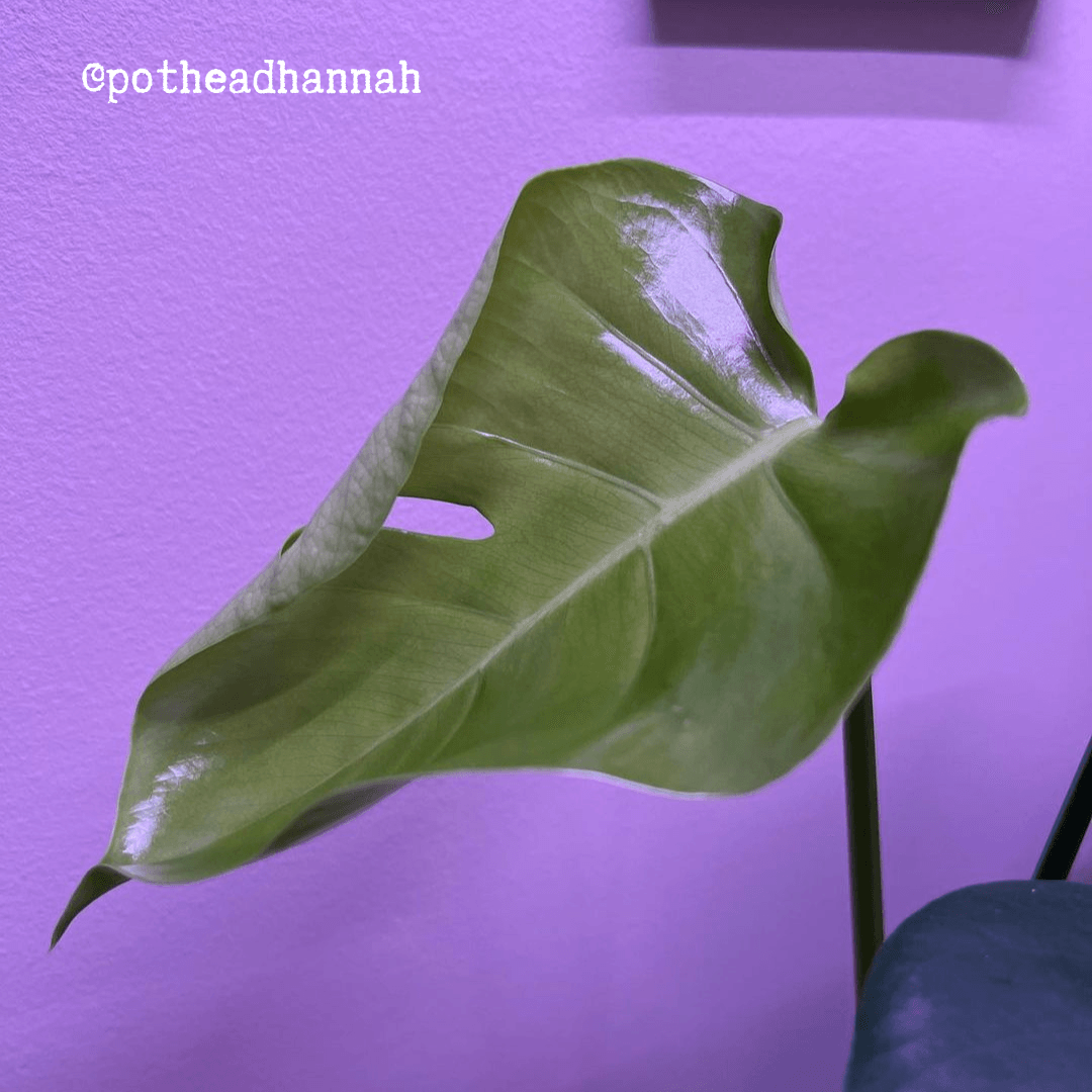 Monstera Deliciosa "Swiss Cheese Plant" Seeds Plantflix