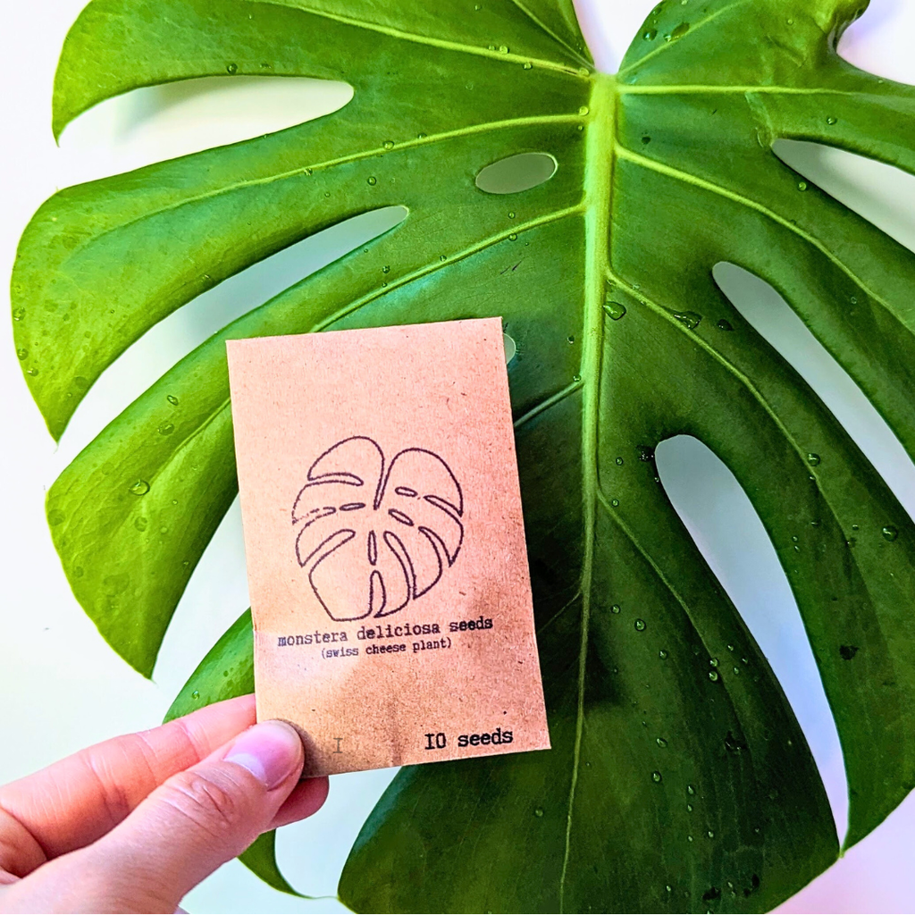 Monstera Deliciosa "Swiss Cheese Plant" Seeds Plantflix