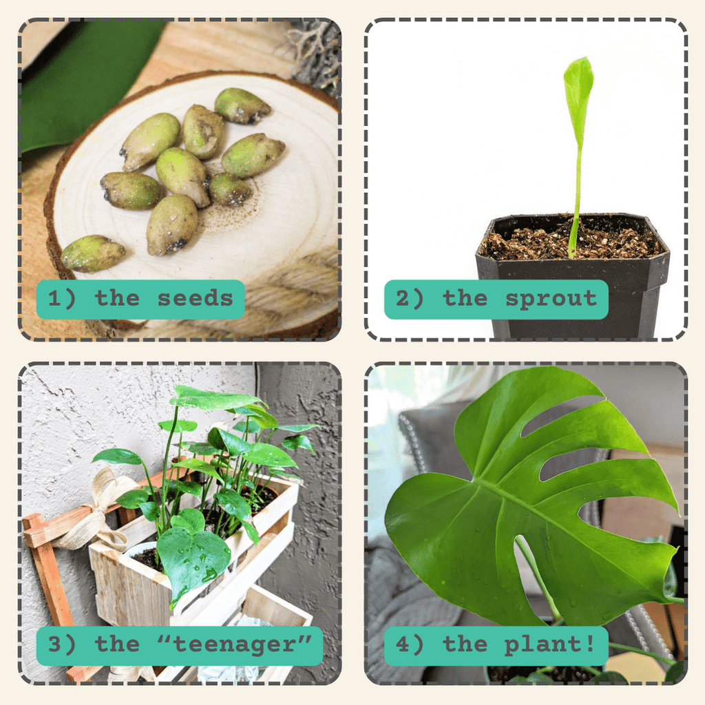 Monstera Deliciosa "Swiss Cheese Plant" Seeds Plantflix