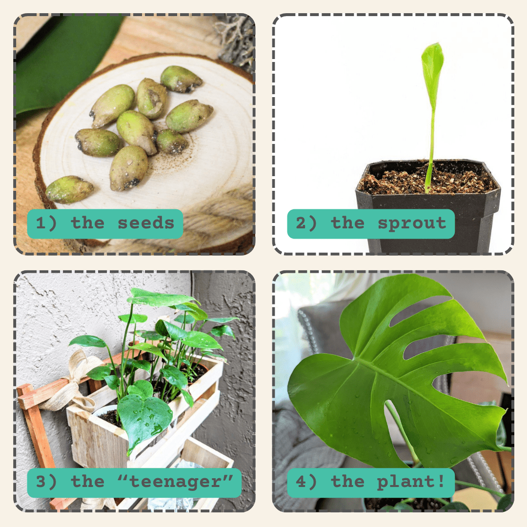 Monstera Deliciosa "Swiss Cheese Plant" Seeds Plantflix