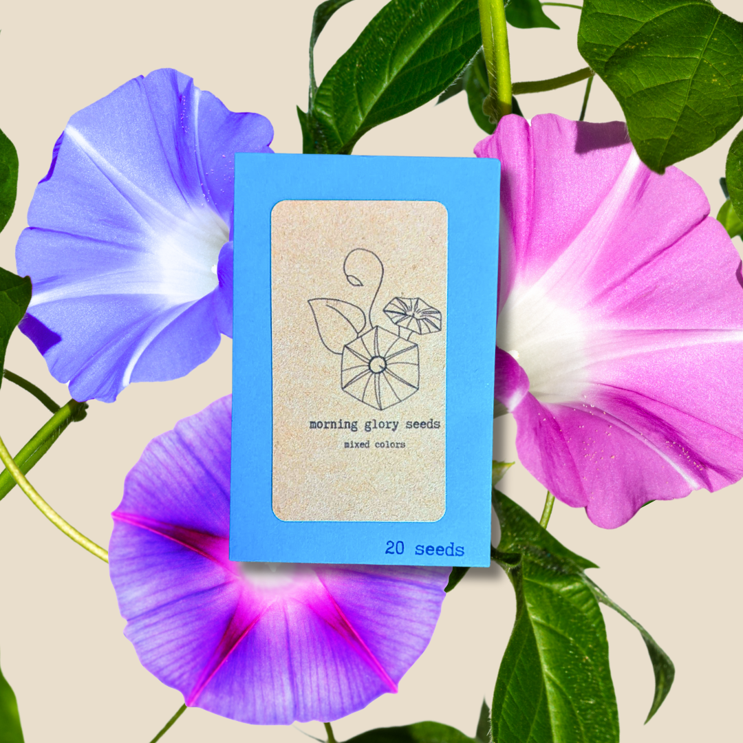 Morning Glory Seeds Plantflix