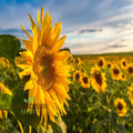 Moulin Rouge Sunflower Seeds, Exquisite Deep Red Blooms with Stunning Garden organicindiaseeds