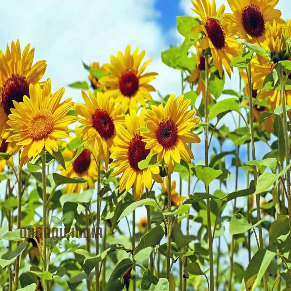 Moulin Rouge Sunflower Seeds, Exquisite Deep Red Blooms with Stunning Garden organicindiaseeds