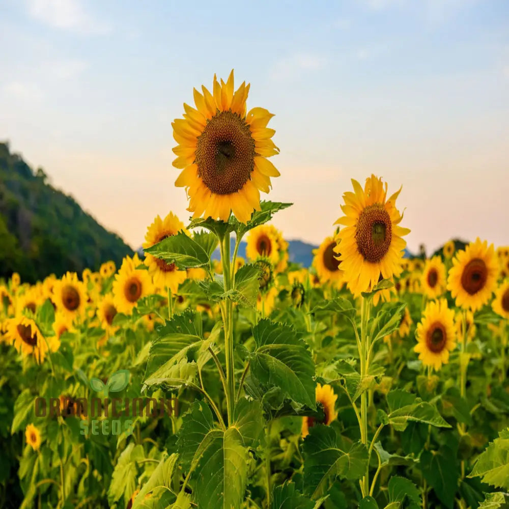 Moulin Rouge Sunflower Seeds, Exquisite Deep Red Blooms with Stunning Garden organicindiaseeds