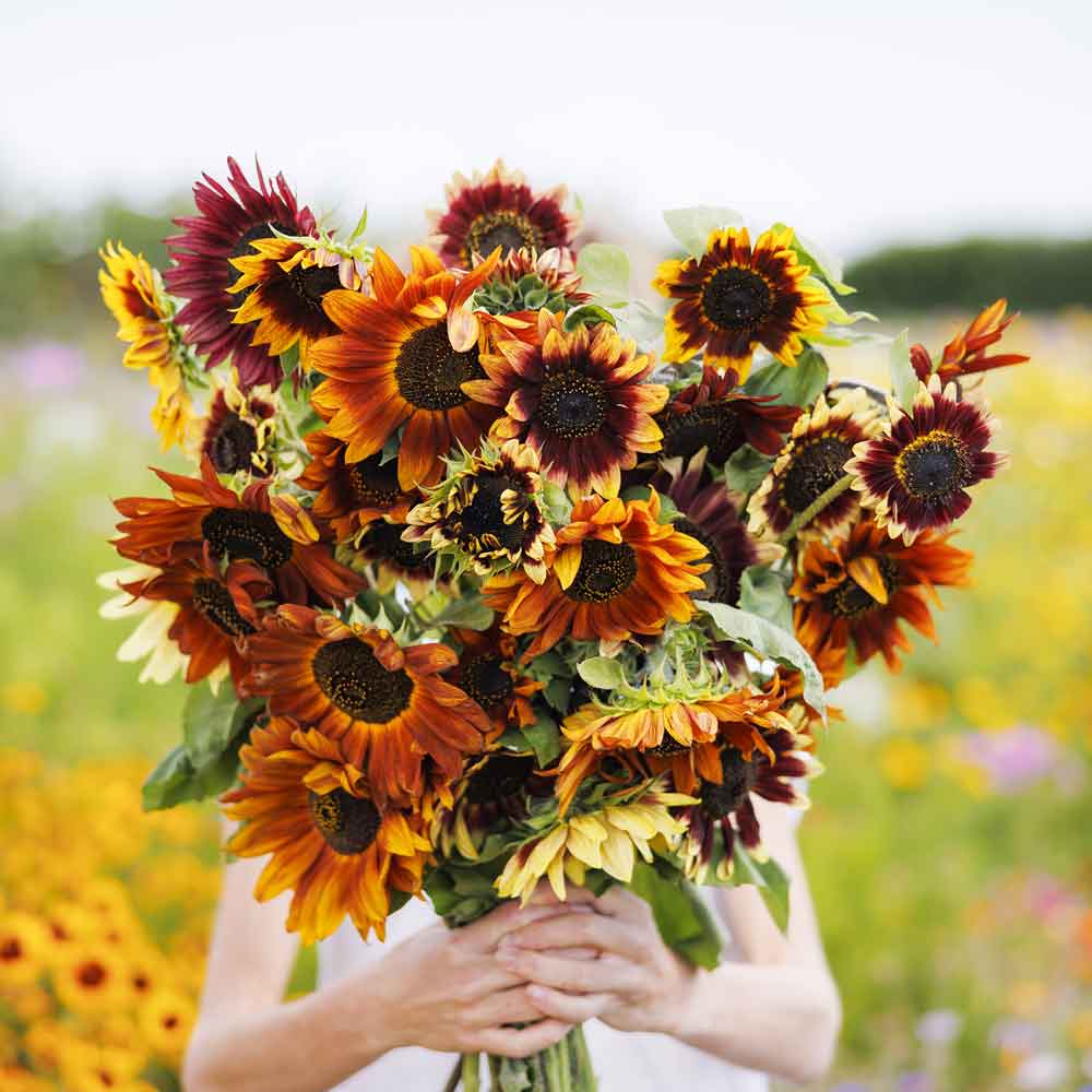 Autumn Beauty Sunflower Seeds – Stunning Multi-Colored Blooms for Gardens organicindiaseeds
