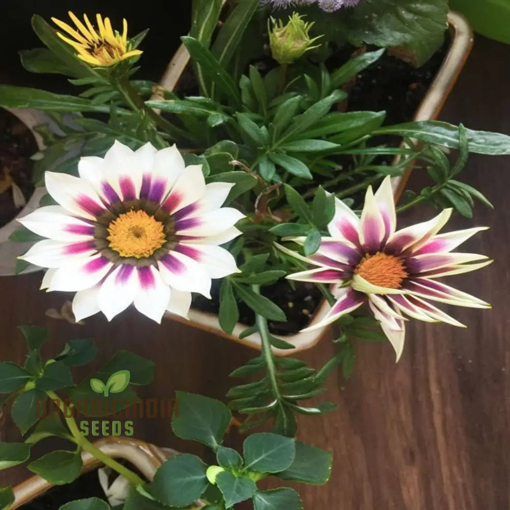 Multicolor Dwarf Variegated Sunflower Seeds - Brighten Your Garden with Vibrant Blooms organicindiaseeds