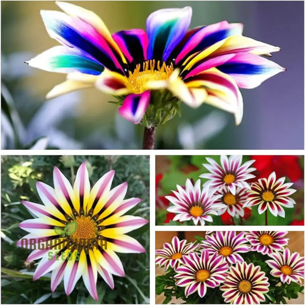 Multicolor Dwarf Variegated Sunflower Seeds - Brighten Your Garden with Vibrant Blooms organicindiaseeds