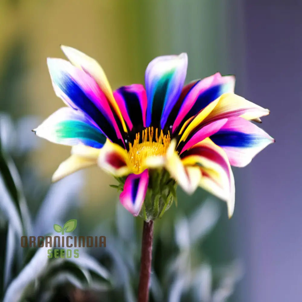 Multicolor Dwarf Variegated Sunflower Seeds - Brighten Your Garden with Vibrant Blooms organicindiaseeds
