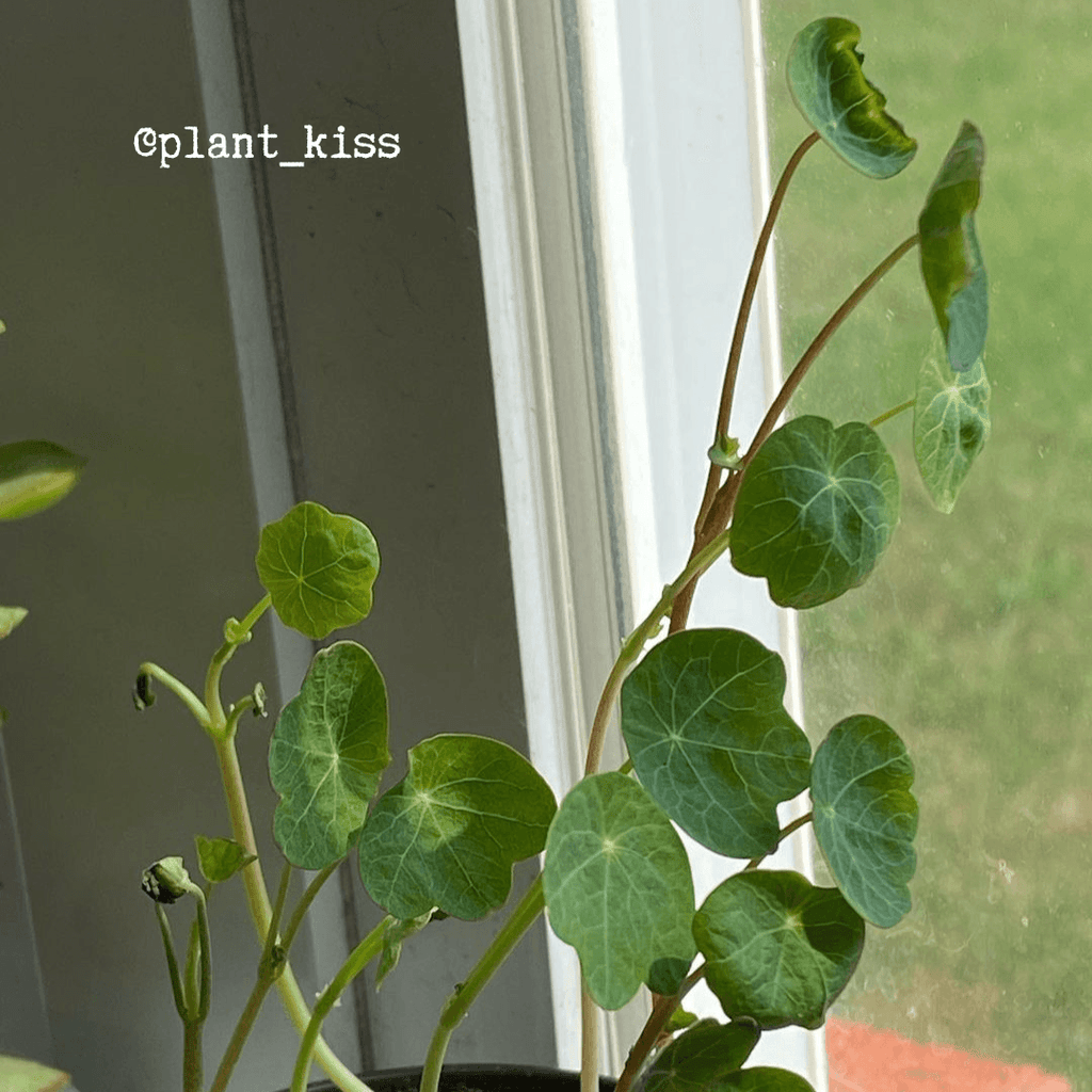 Nasturtium Seeds Plantflix