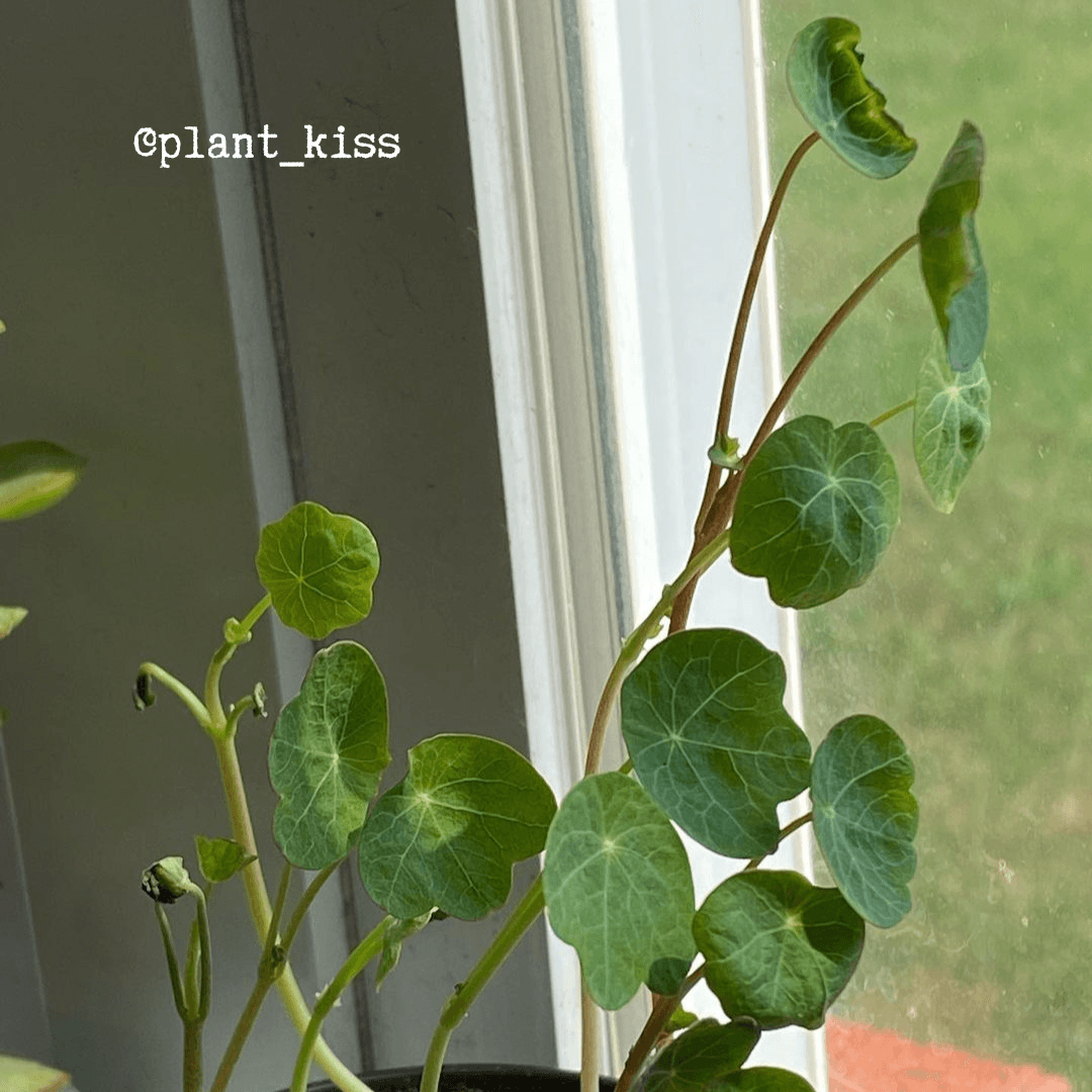 Nasturtium Seeds Plantflix
