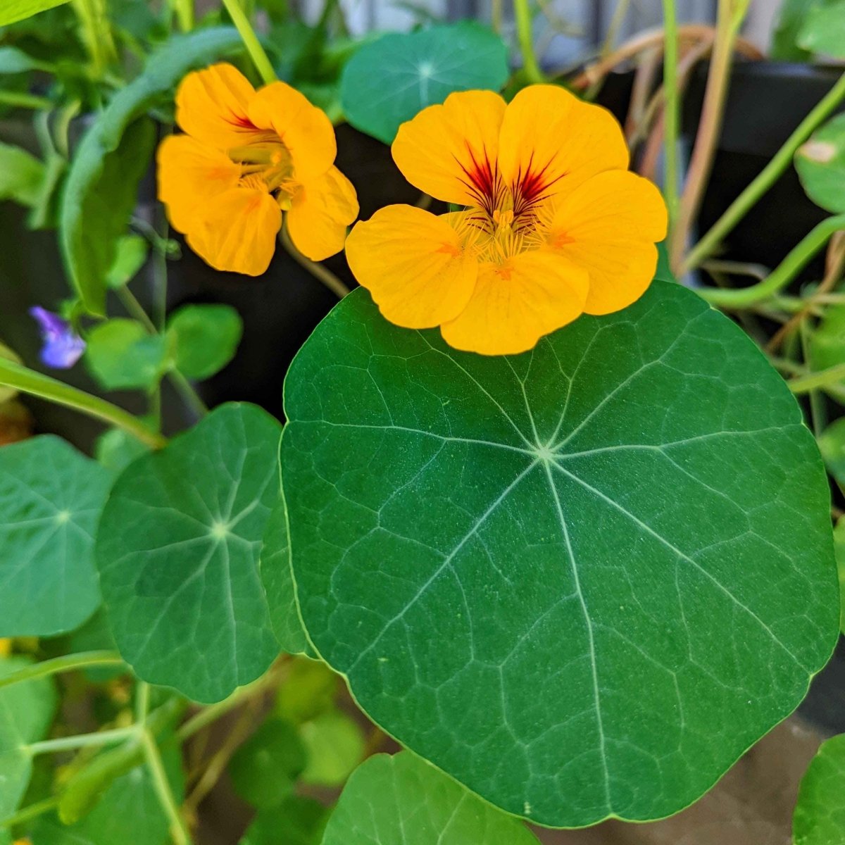 Nasturtium Seeds Plantflix
