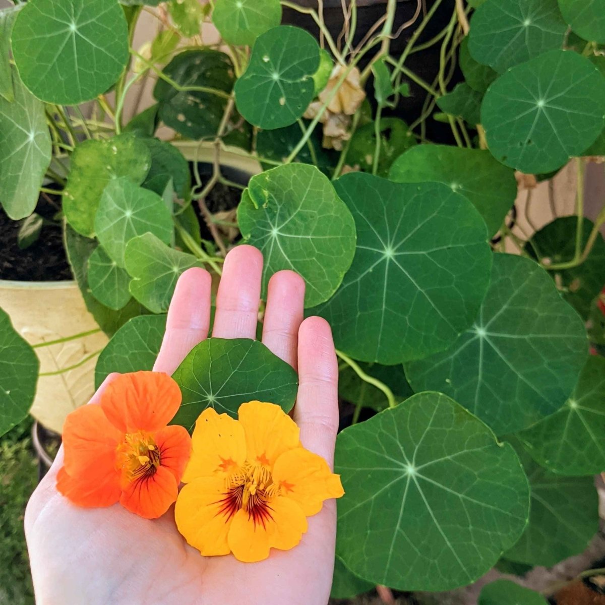 Nasturtium Seeds Plantflix