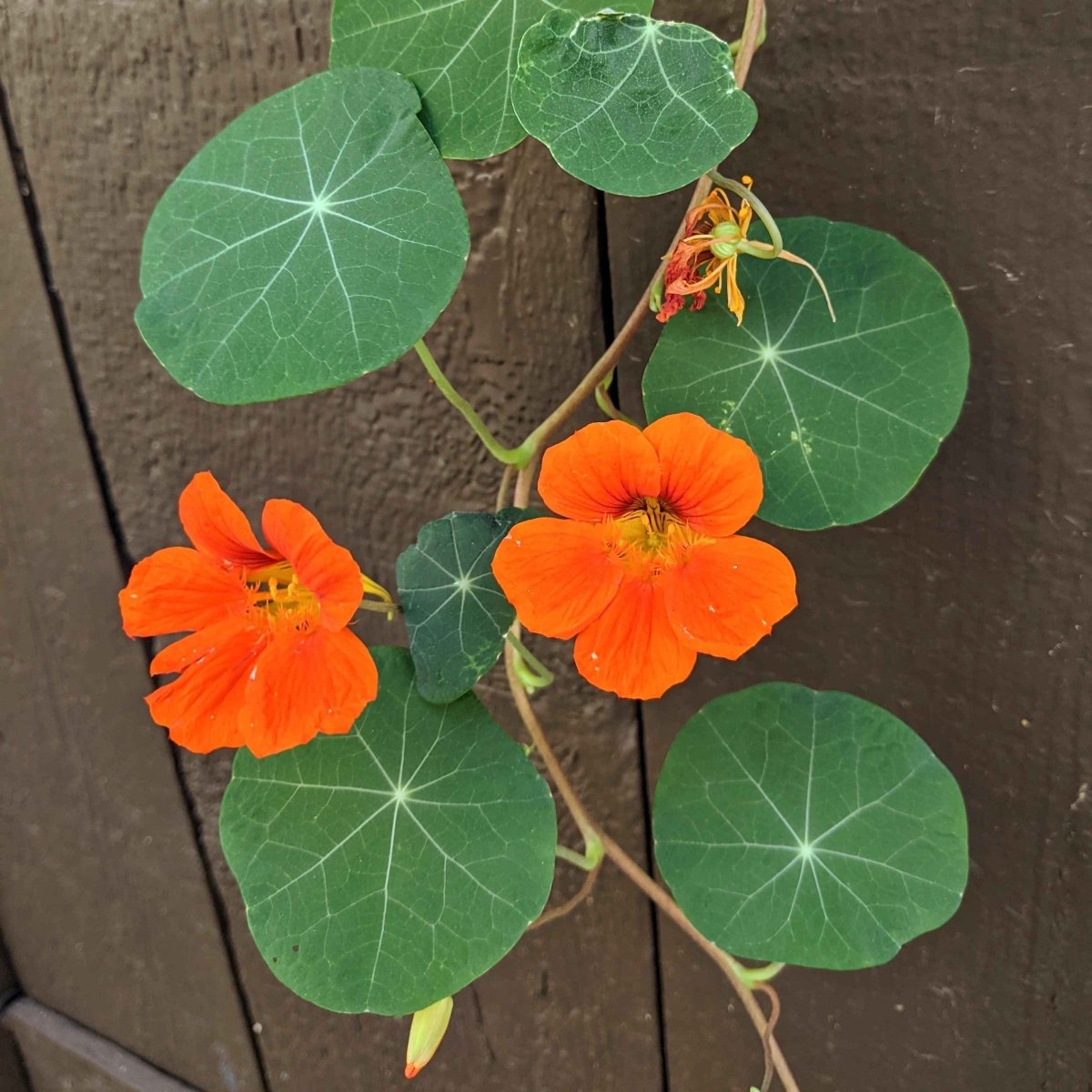 Nasturtium Seeds Plantflix