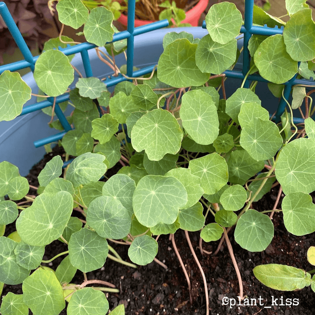 Nasturtium Seeds Plantflix