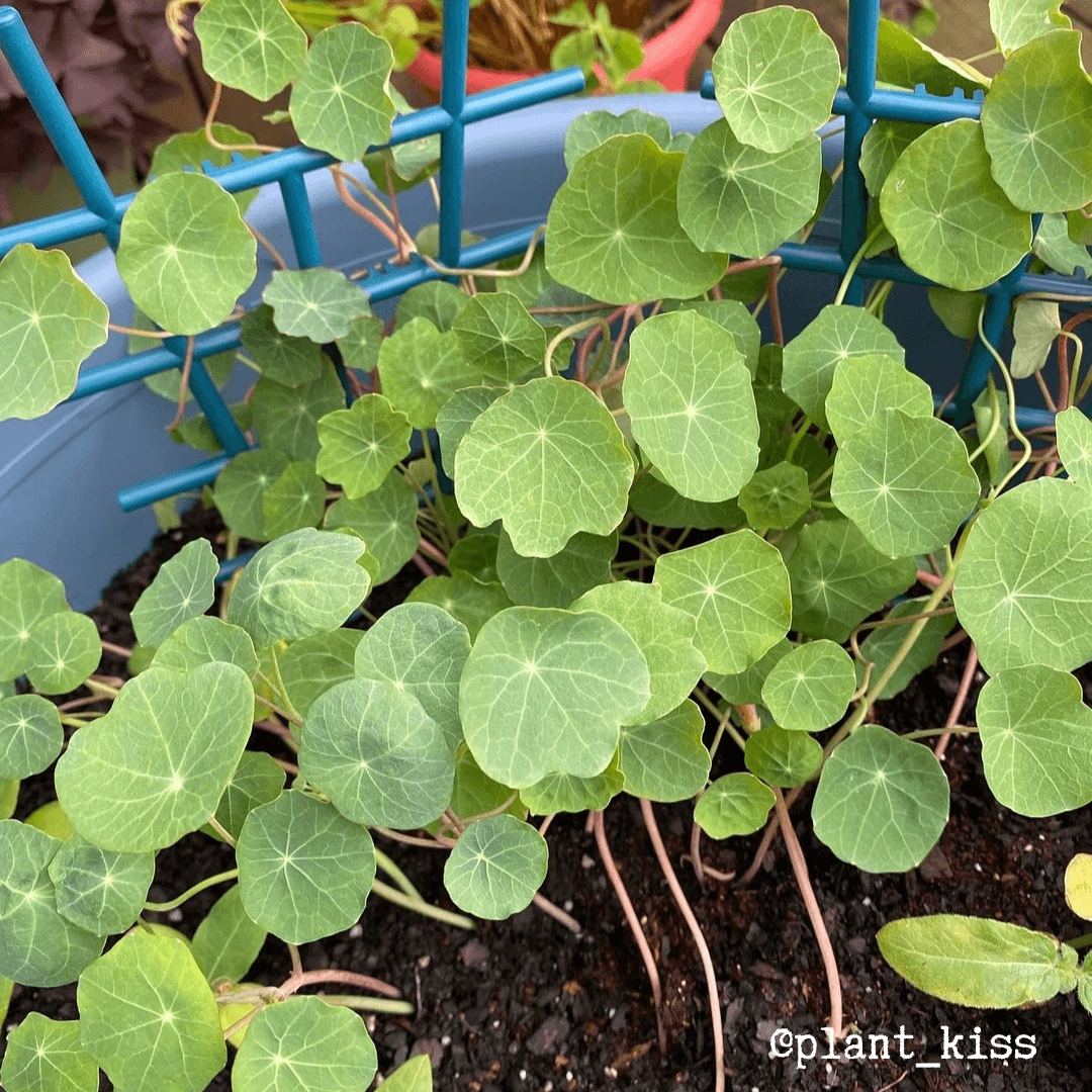 Nasturtium Seeds Plantflix