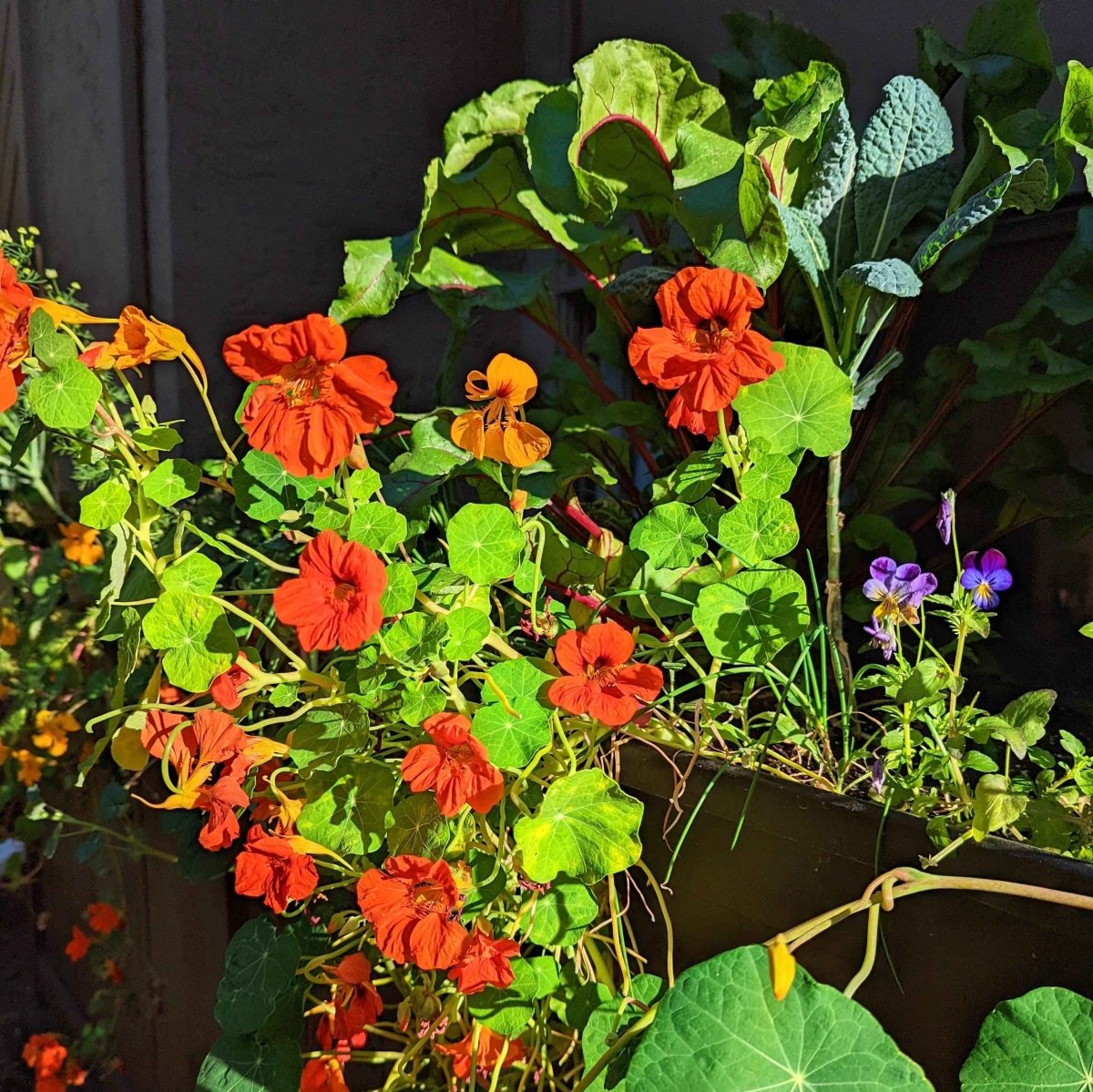 Nasturtium Seeds Plantflix