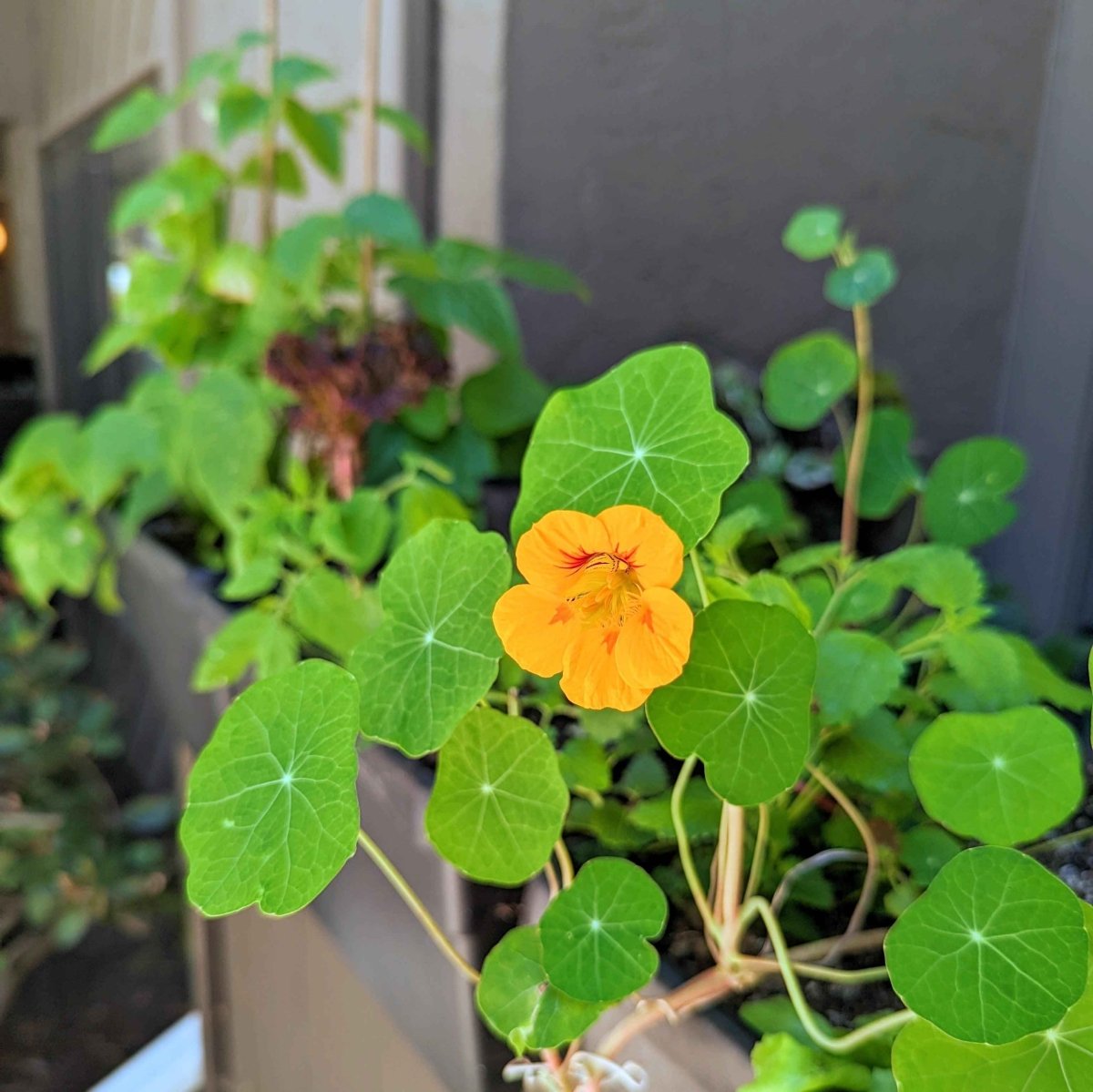 Nasturtium Seeds Plantflix