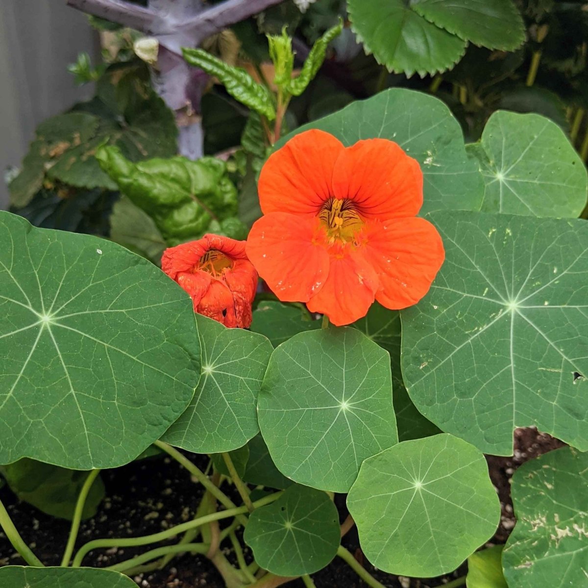 Nasturtium Seeds Plantflix