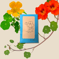 Nasturtium Seeds Plantflix