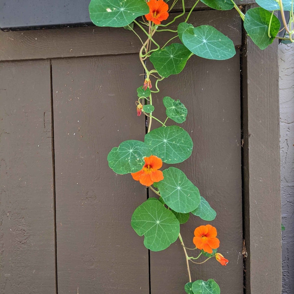 Nasturtium Seeds Plantflix