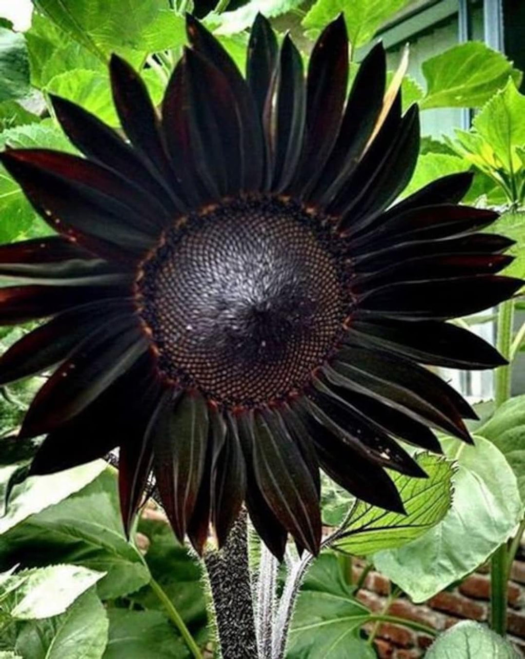 Fresh Deep Black Sunflower Seeds for Planting - Garden Growth for 50 Pcs organicindiaseeds