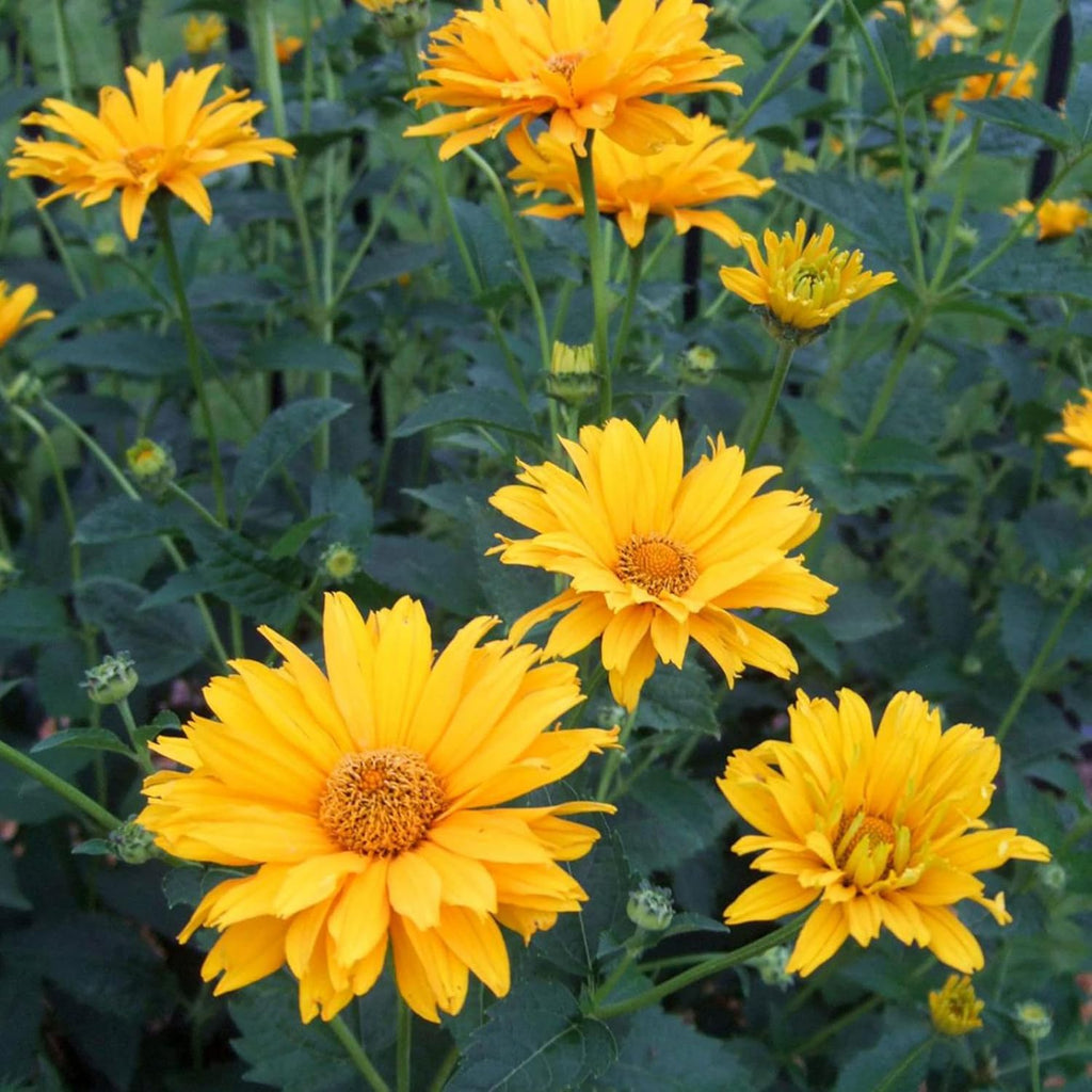 False Sunflower Seeds (Heliopsis Helianthoides) - Hardy Perennial, Heat & Drought Tolerant Blooms organicindiaseeds