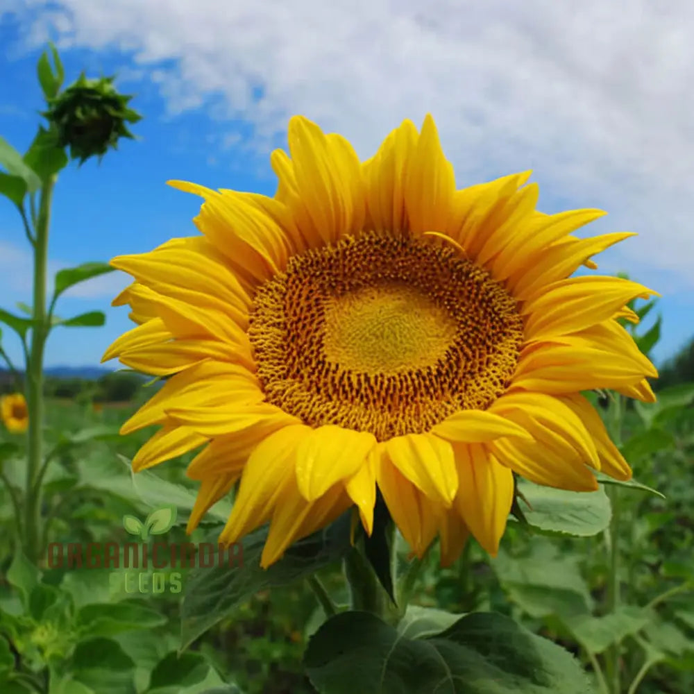 Edible Giant Sunflower Seeds – Grow Mammoth Sunflowers for Backyards, Kids Gardens, Pollinator Spaces & Seed Harvesting organicindiaseeds