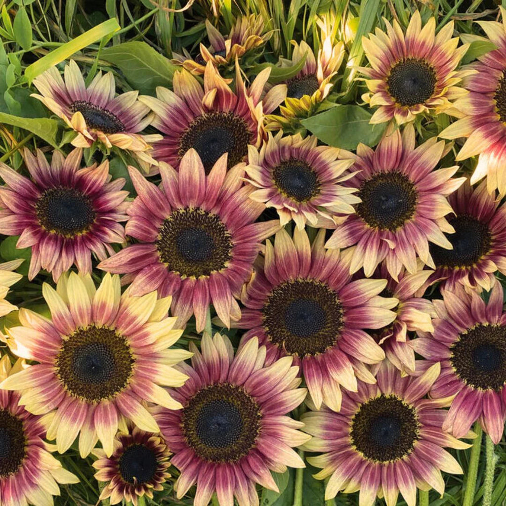 Sunflower Seeds (Strawberry Blonde Sunflower Seeds) - Unique Rose-Tinted Blooms for Gardens organicindiaseeds