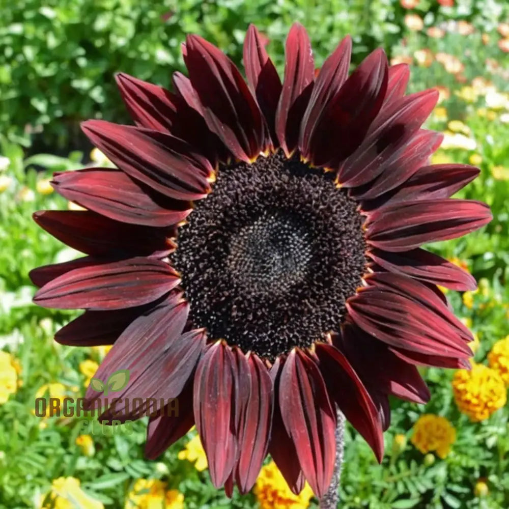 Cherry Chocolate Sunflower Seeds – Vibrant Garden Blooms organicindiaseeds