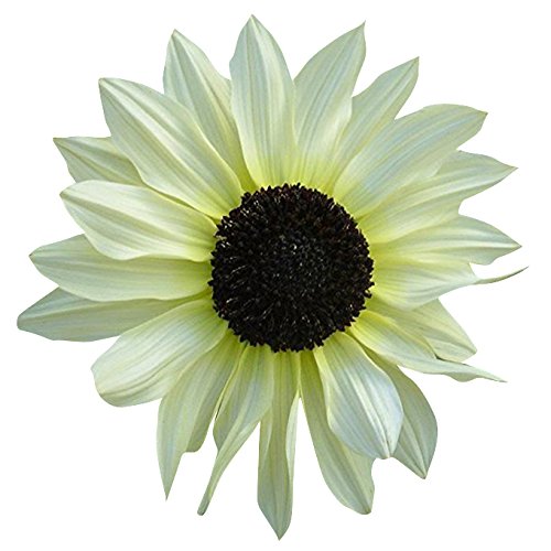 White Sunflower Seeds – Rare Elegant Blooms for Garden Planting organicindiaseeds
