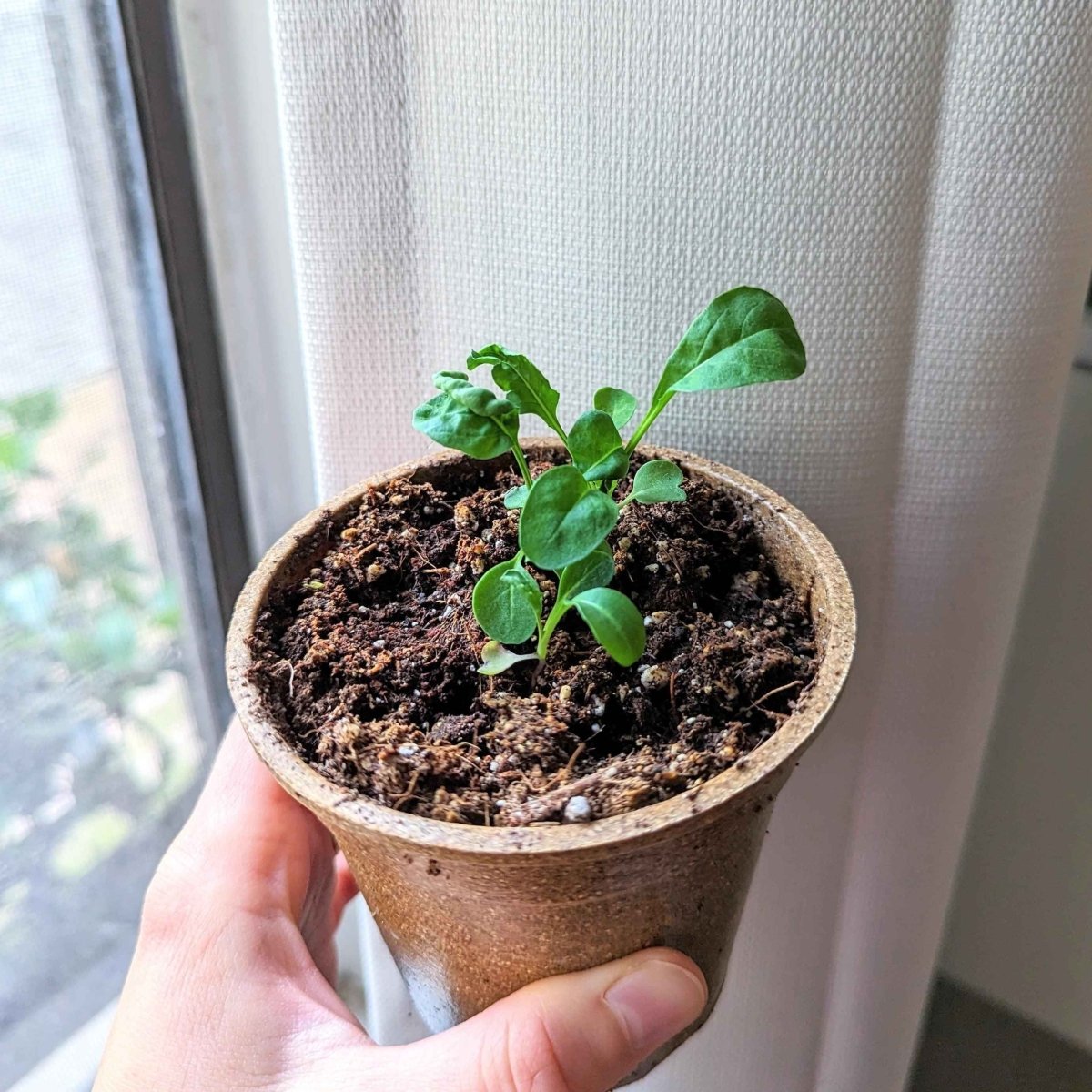 Organic Arugula Seeds Plantflix