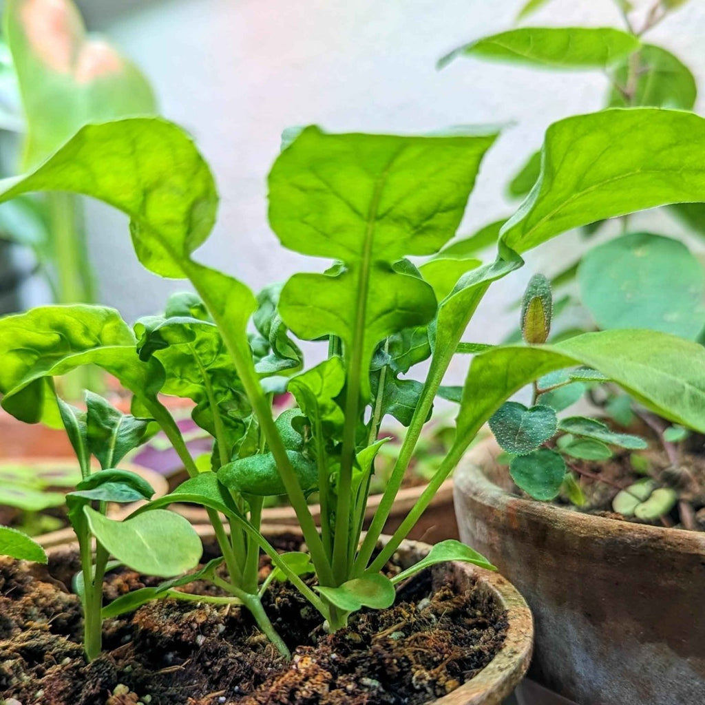 Organic Arugula Seeds Plantflix